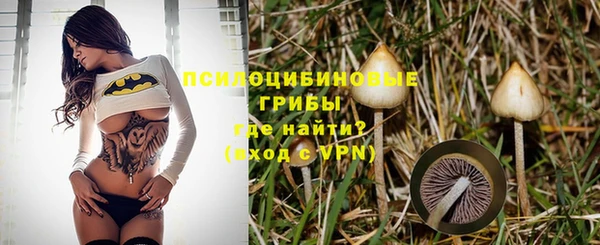 стаф Алзамай